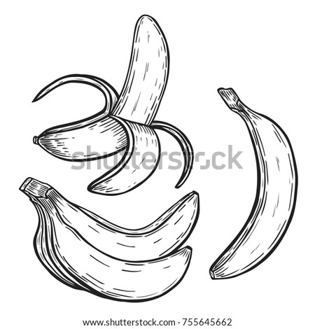 Banana fruit. Organic nutrition healthy food. Isolated on white background. Engraved hand drawn vintage retro vector illustration.