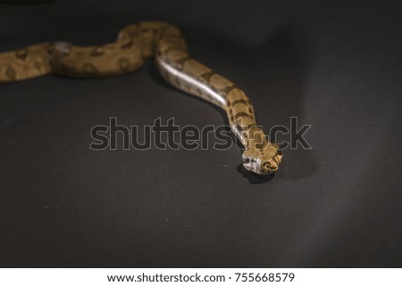 Royal or Ball Python snake, isolated on black background