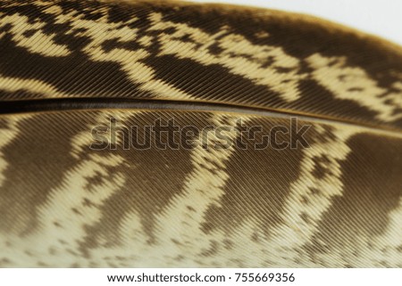 brown feathers background