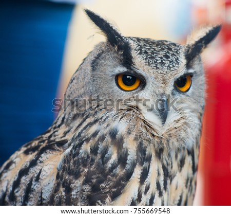 Wise owl with red white and blue French tricolour flag in background