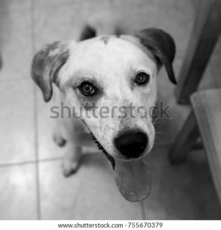 Portrait of a smiling happy dog looking at camera sitting in a kitchen room