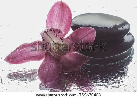 Pink orchid flower on a wet surface