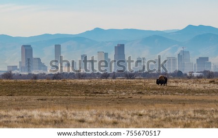 A Bison Grazing in Front of Denver Skyline