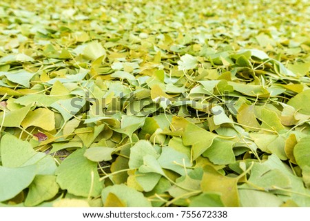 Colorful ginkgo leaves lie on the ground after a hard frost in autumn. 