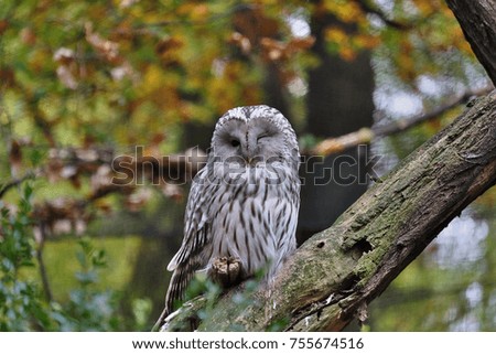Owl sitting on a fallen tree
