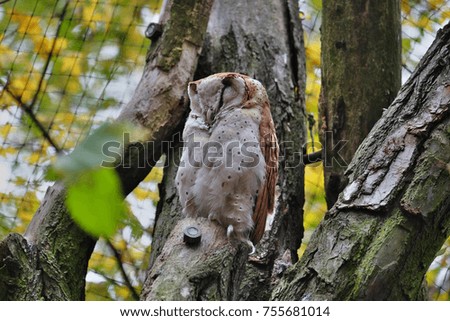 Owl among the branches of a tree
