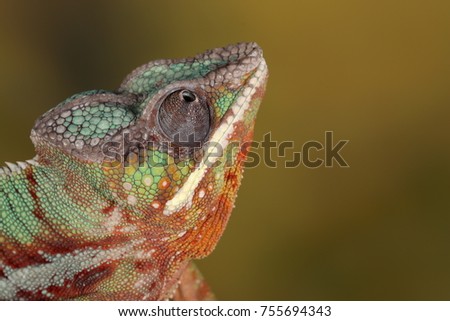 Chameleon - studio captured image