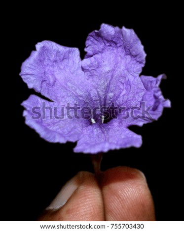 Purple Flower on Isolated background