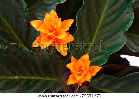Orange flower calathea  close to the isolated on a white background