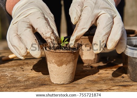 transplantation of  young small green plants on the ground close up garden concept