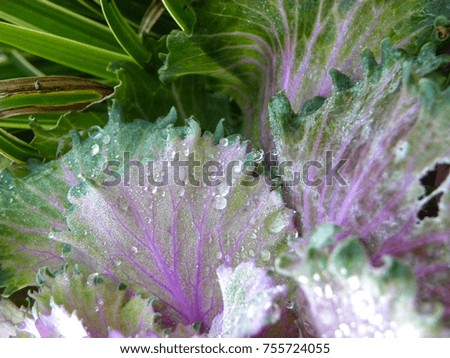 Purple Brassica oleracea