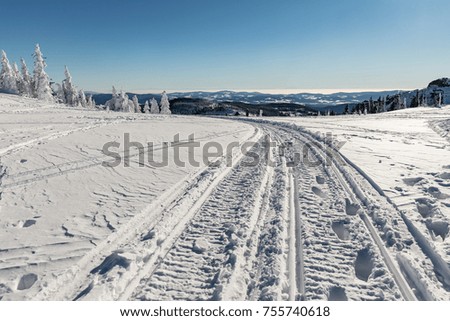 The tips of trees on a mountain covered with snow. Winter landscape with conifers coated with snow