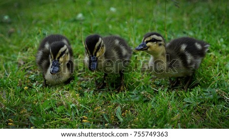 three cute duck chicks explore the world                            