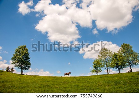 Grazing horse at high-land pasture at Carpathian Mountains in rays of sunset. Picture of summer pasture on a background of mountains.