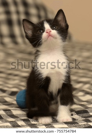 Small black and white kitten and ball