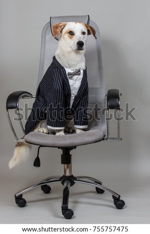 Studio shot of charmed short hair brown and white dog sitting in wedding suite on big chair isolated on light grey background.
