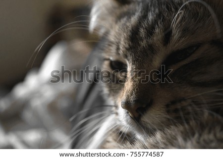 domestic cat portrait