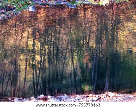    reflection of a forest in a water                      