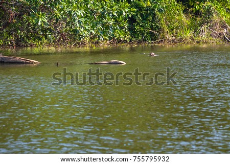 Giant Otters in Cocha Salvador in the Amazon rainforest of Manu National Park, Peru