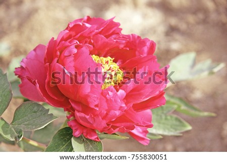 Red peony flower : Chinese Red Peonies. Selective focus and blurred