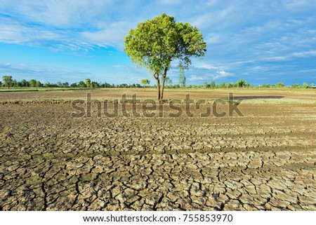 Dry soil in East Thailand, Southeast Asia Cracked Dead plants and animals
