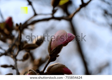 Korea Magnolia kobus