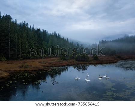 Beautiful and vibrant aerial view of a swampy lake with a group of swans. Taken in Vancouver Island, British Columbia, Canada, during a foggy sunrise.