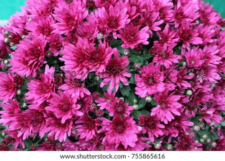bright garden flowers chrysanthemum