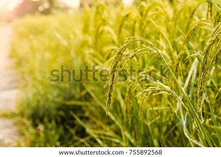 Rice field, Background of ripening ears of meadow wheat field in Thailand