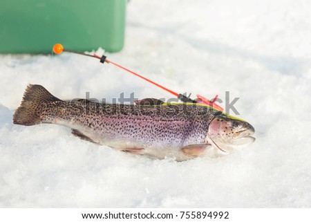 Trout on snow. Black and white