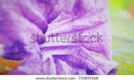 Close up purple flowers with sunlight, macro picture of flower