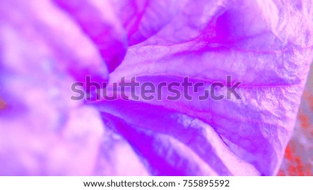 Close up purple flowers with sunlight, macro picture of flower