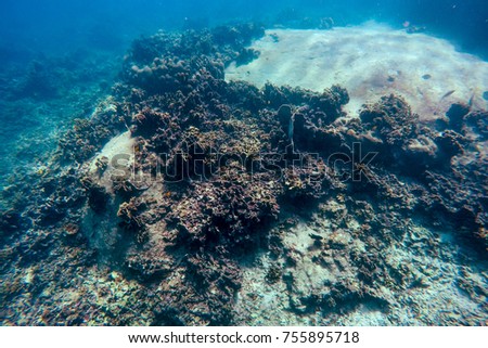 Underwater world in Thailand  