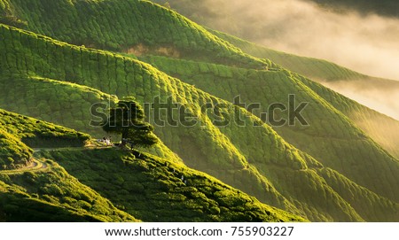 Panorama early morning sunrise over hilly tea plantation in Cameron Highlands, Pahang, Malaysia. Noise visible due to high ISO.  Royalty-Free Stock Photo #755903227