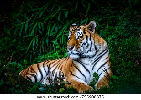 Resting Amur tiger (Panthera tigris altaica) in grass Royalty-Free Stock Photo #755908375