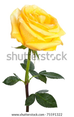 single yellow rose on a white background
