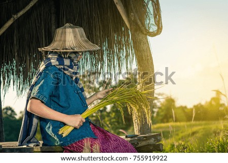 Woman farmer is harvesting rice in Thailand, Concept farmer.