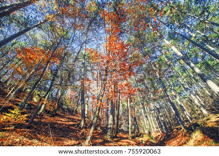 autumn forest background 