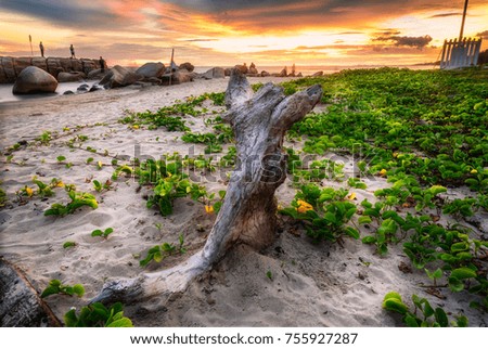 Dead tree on a beach at sunset
