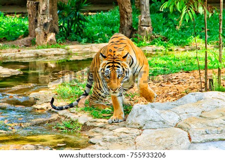 Tiger in the zoo. Beautiful and powerful photo of this majestic animal.