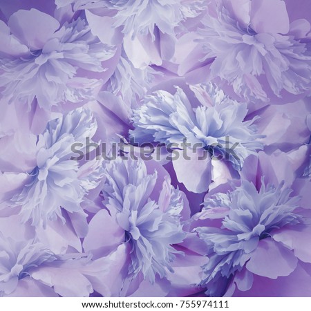 Floral blue-violet background. Bouquet of flowers of peonies. Violet-blue petals of the peony flower. Close-up. Nature.