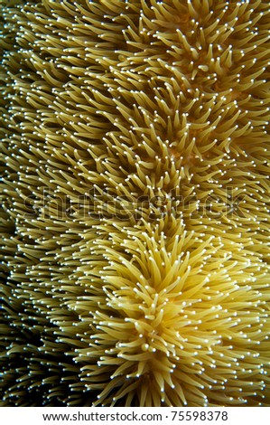 Pillar Coral polyps swaying in the current, picture taken in south east Florida.