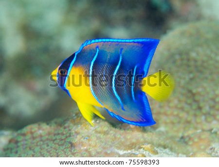 Juvenile Queen Angelfish, picture taken in south east Florida.