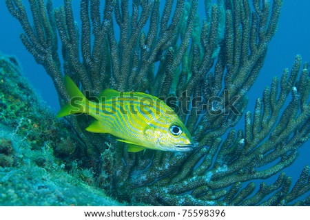 French Grunt in front of a gorgonian, picture taken in south east Florida.