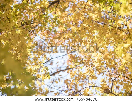 Autumn beautiful maple leaves under the blue sky
