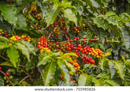 Coffee  berries on a coffee tree.