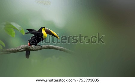 Black-mandibled Toucan looking for food