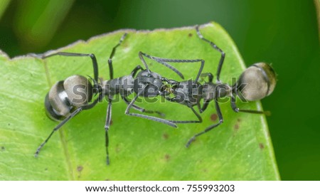 French Kiss Ant