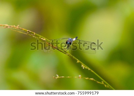 A black tailed skimmer resting near a pond; picture taken at Khao Sok National Park, Thailand.