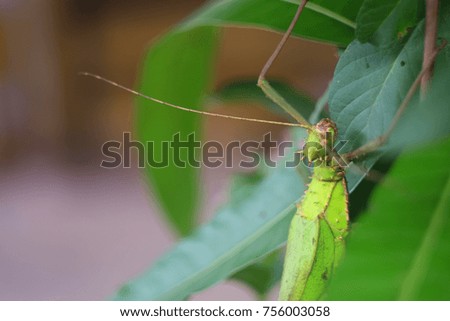 Green Brown insect 